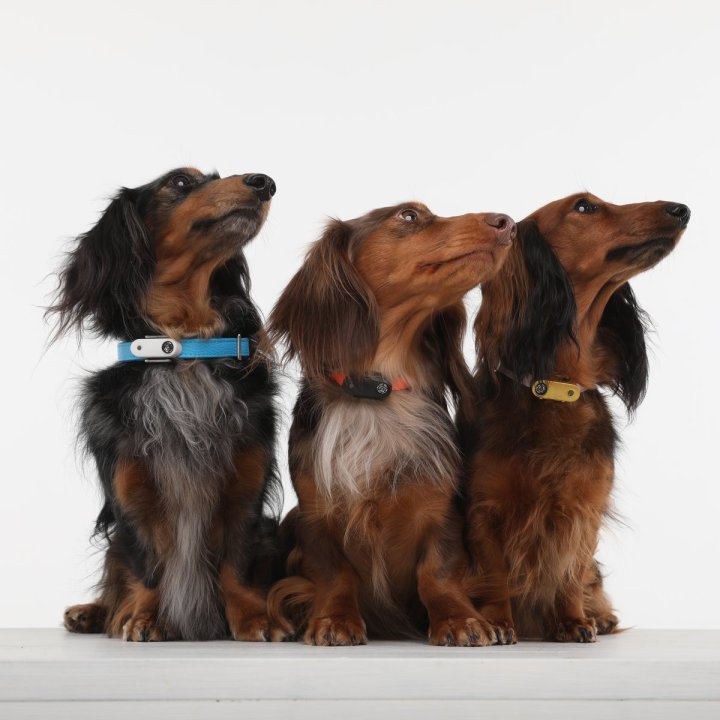 TICKLESS MINI DOG Rechargeable