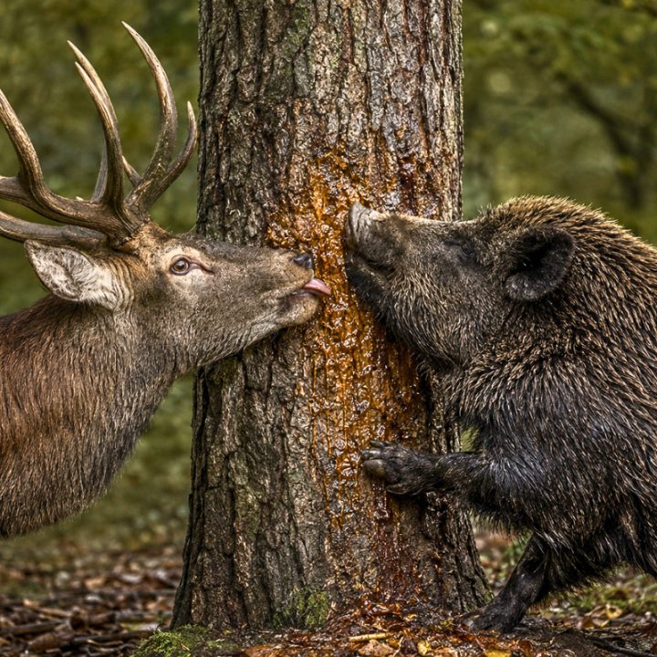 Pâte d'appât 1,5 kg et 4 kg | Espace Chasse