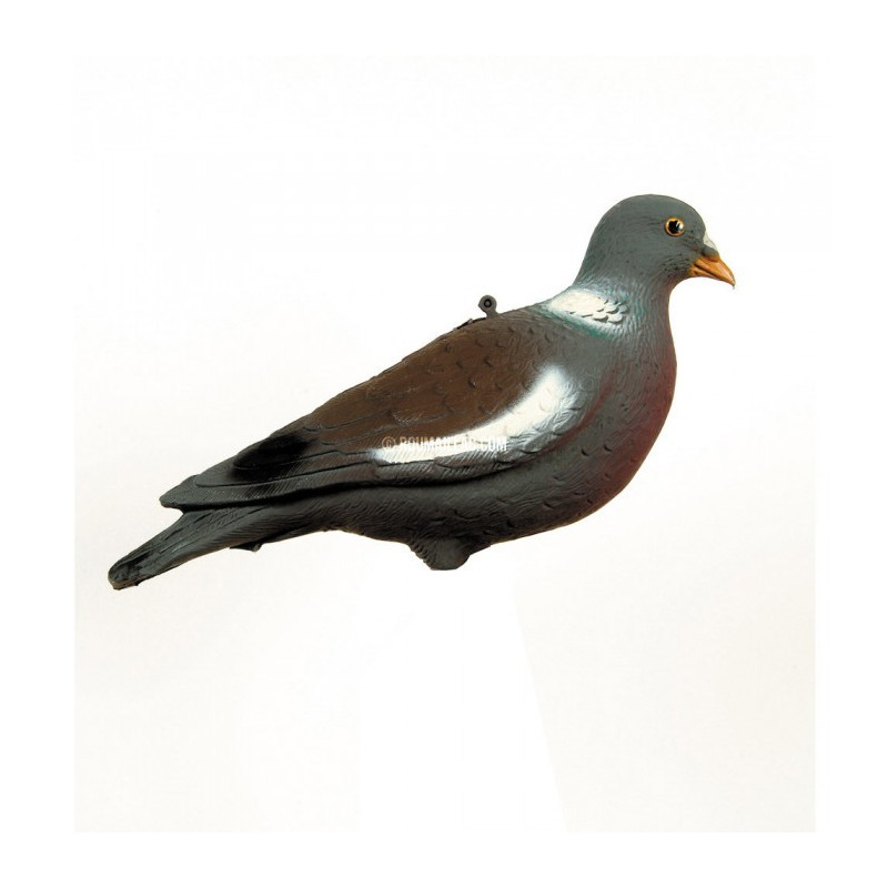 Pigeon ramier HD