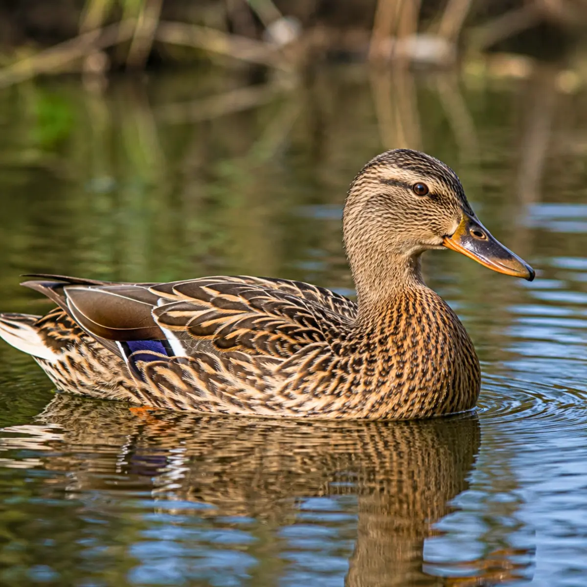 CANARD