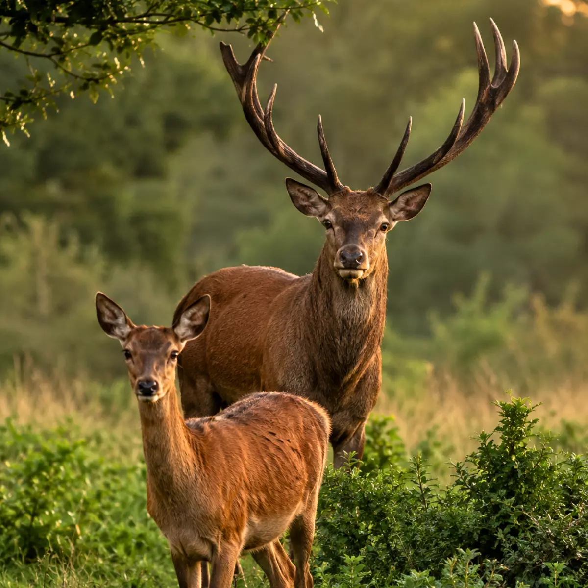 CERF CHEVREUIL