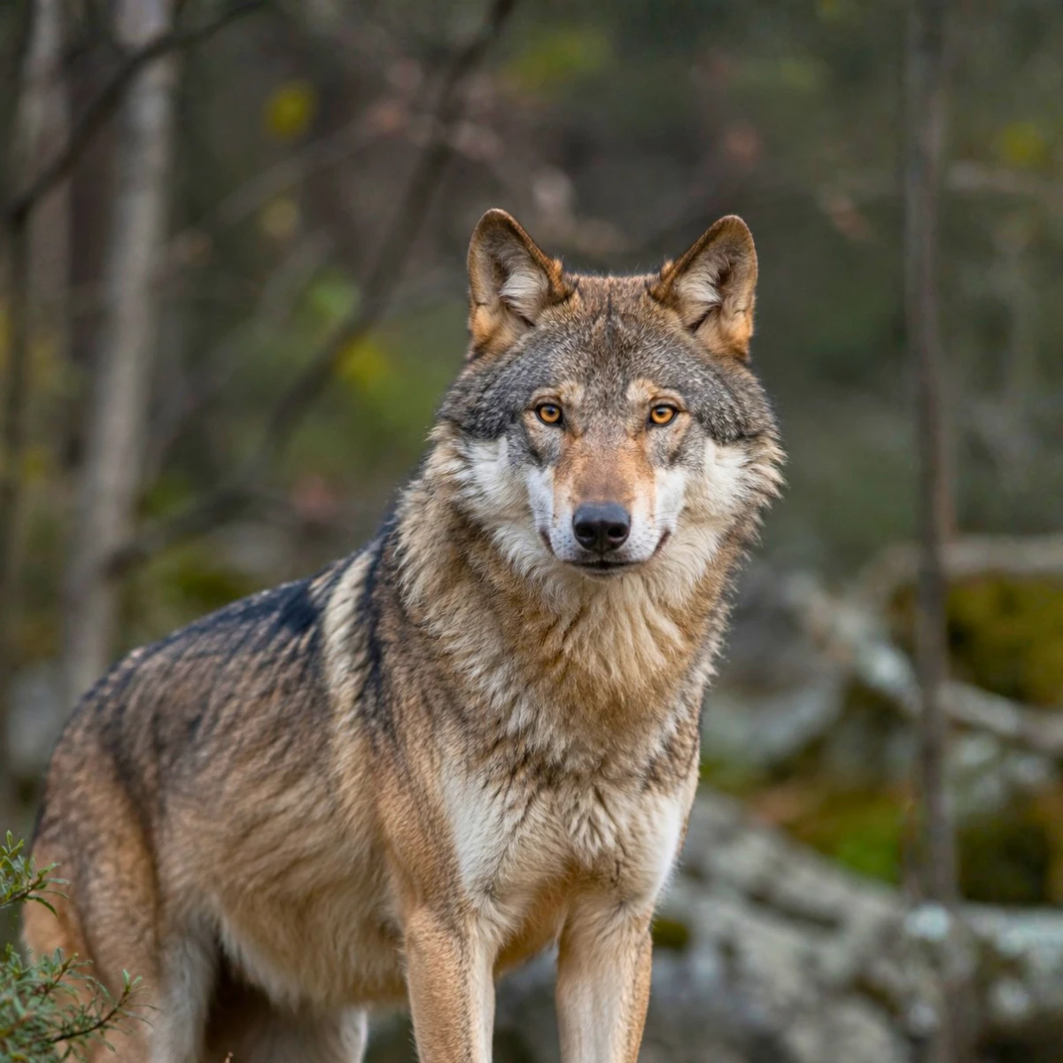LOUP